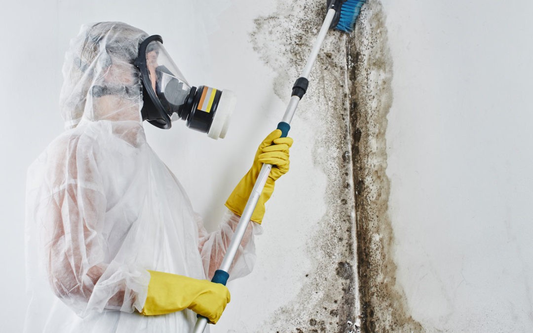 UNDERSTANDING THE MOLD MITIGATION AND RESTORATION PROCESS